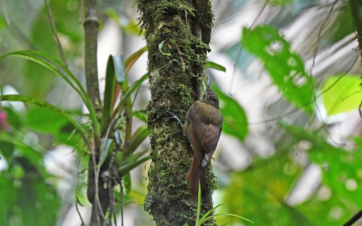 Olive-backed Woodcreeper - ML495398121