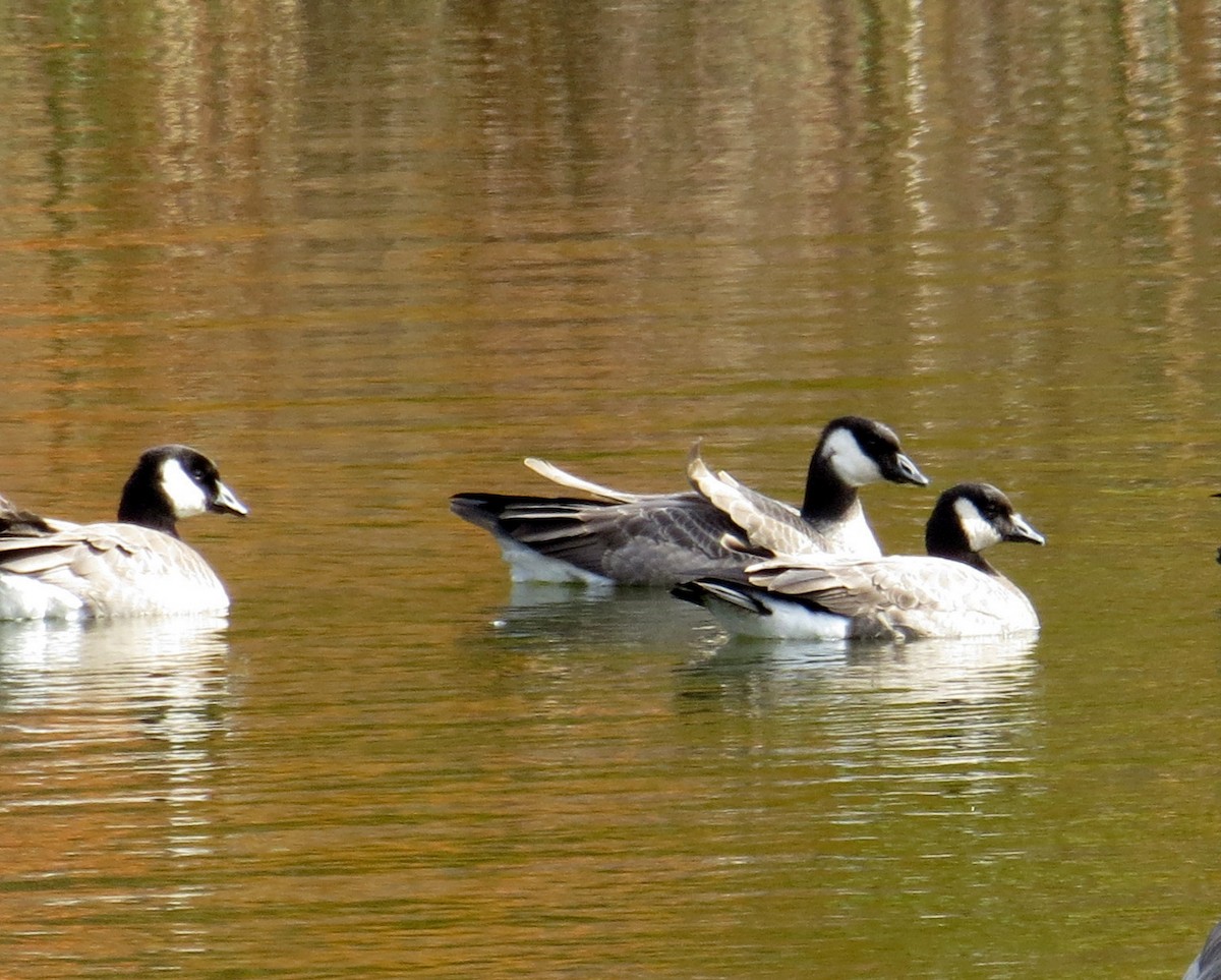 Cackling Goose - Pam Campbell