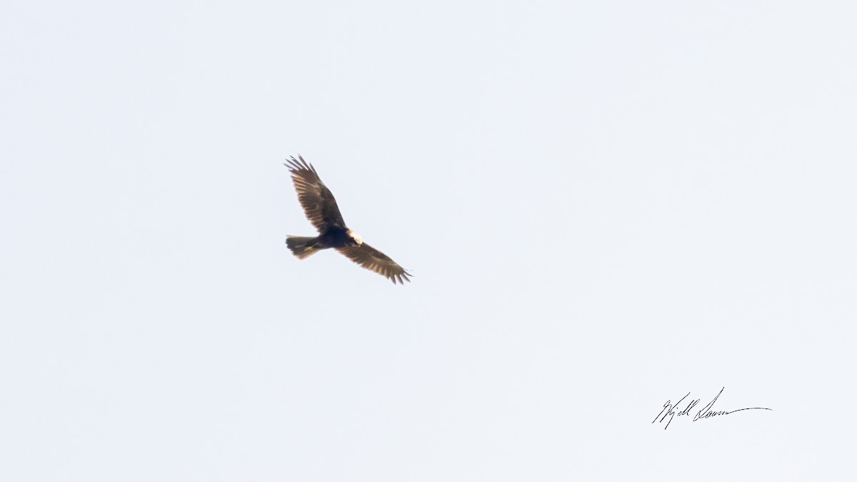 Western Marsh Harrier - ML495399341