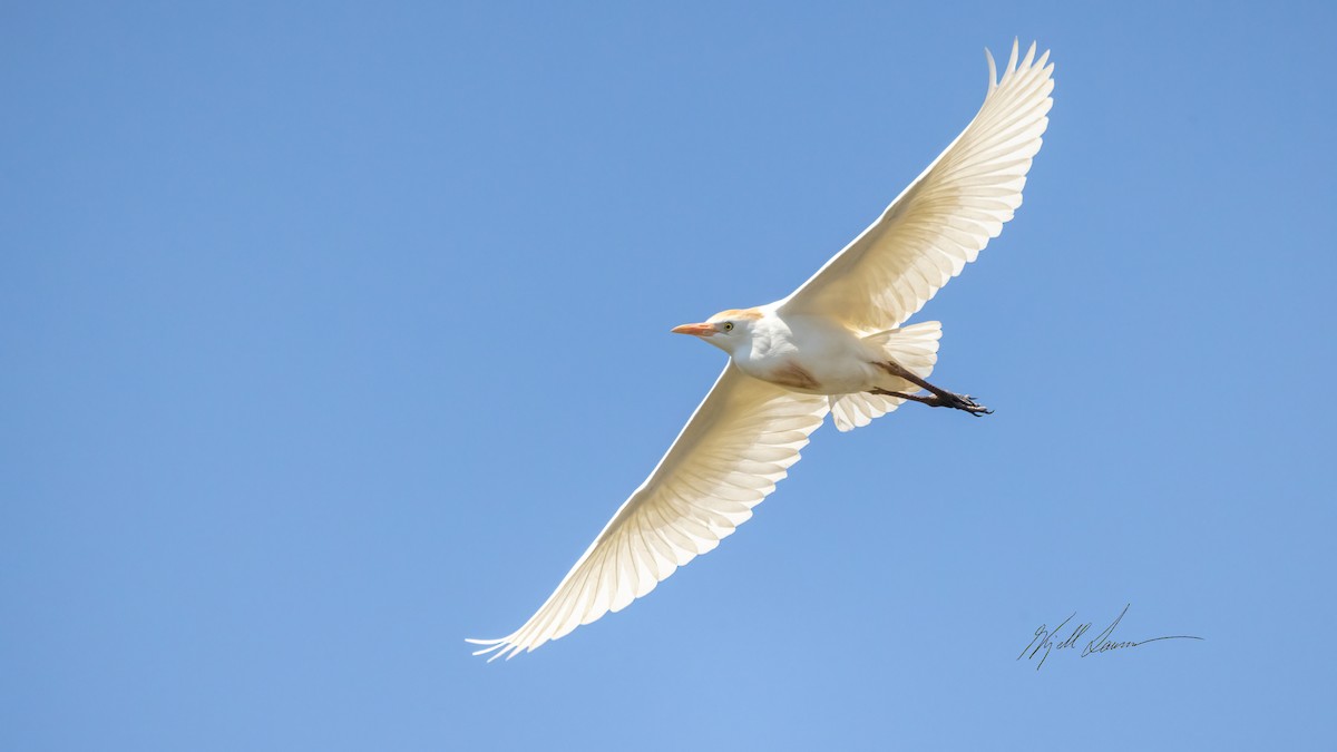 Western Cattle Egret - ML495400141