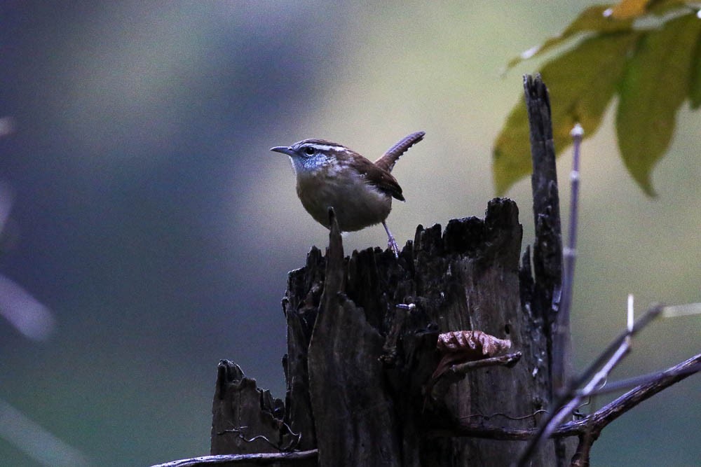 Carolina Wren - ML495400171
