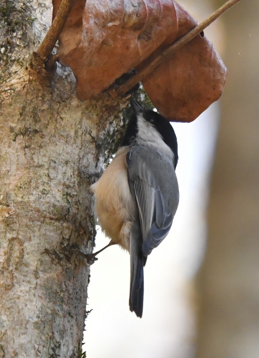 Mésange bicolore - ML495400491