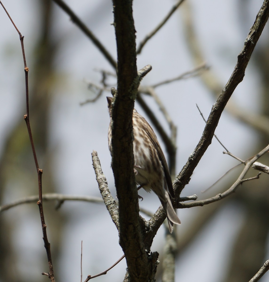 Purple Finch - ML495401141