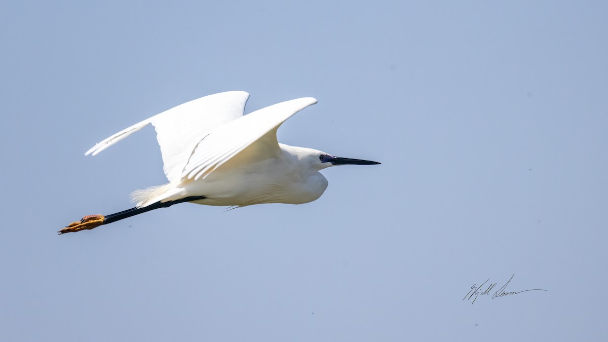 Little Egret - ML495402471