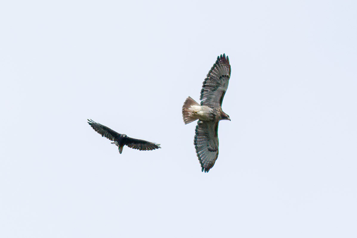 Red-tailed Hawk - ML495402871