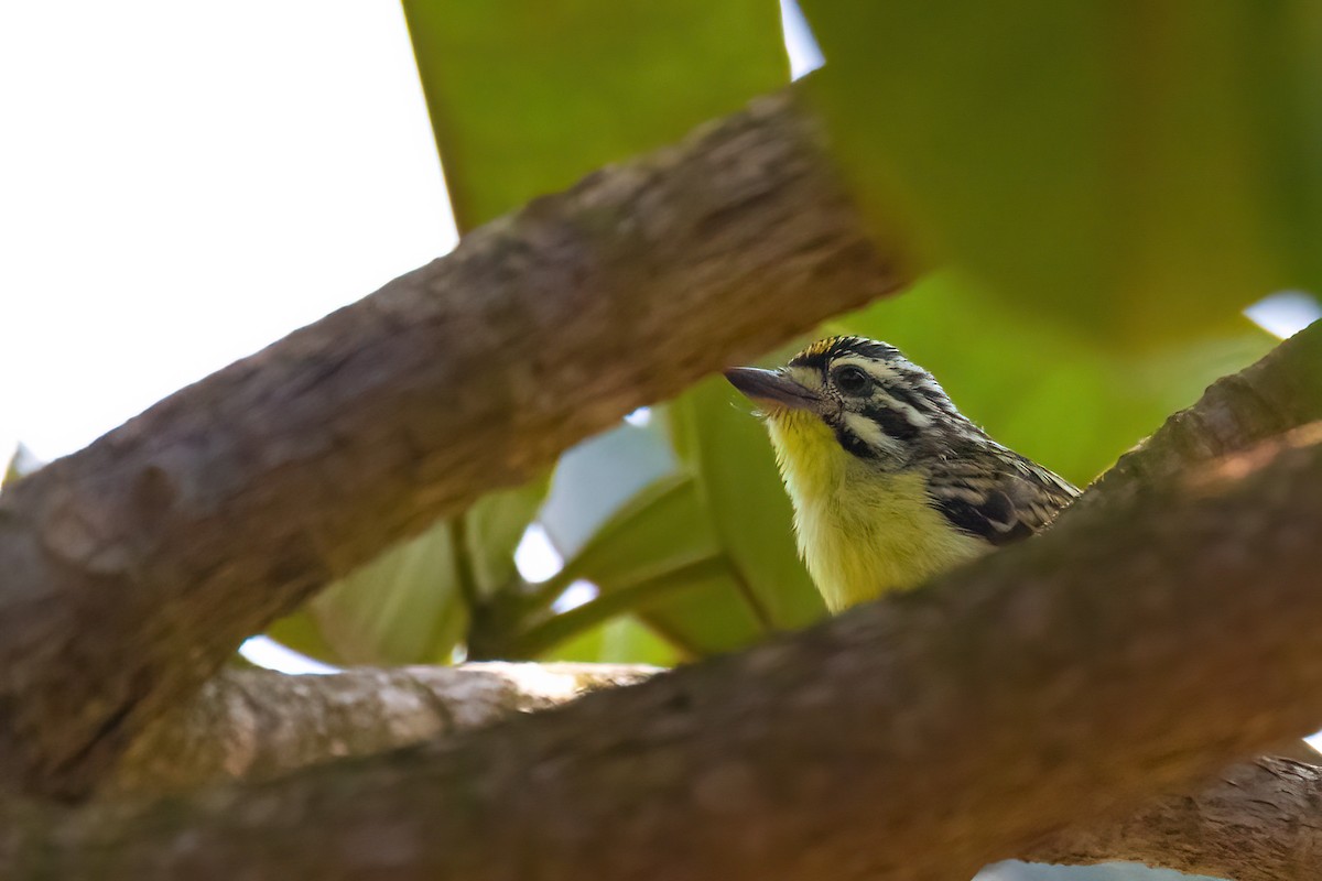 Yellow-fronted Tinkerbird - ML495405561