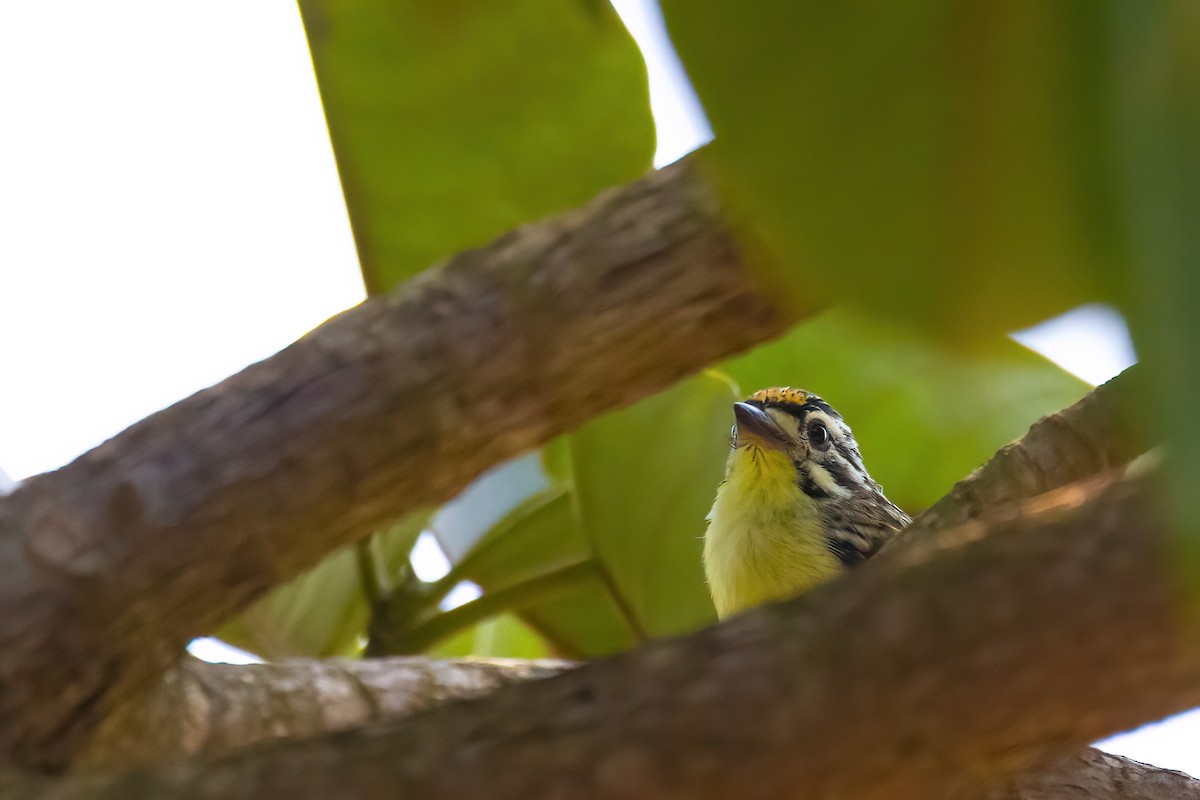 Yellow-fronted Tinkerbird - ML495405581