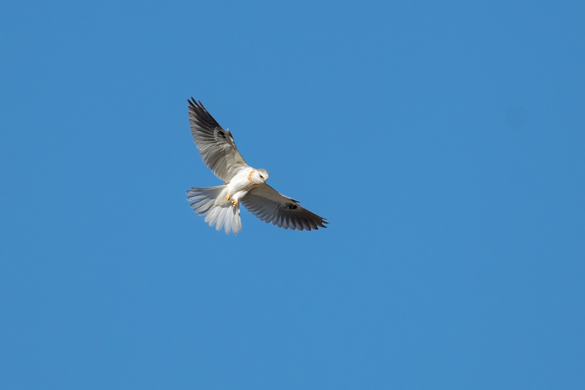 White-tailed Kite - Michael Smith