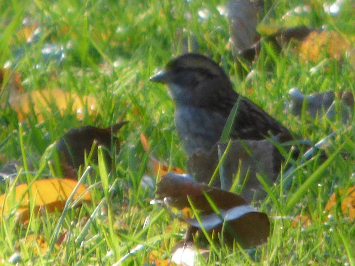 White-throated Sparrow - Hazem Alkhan