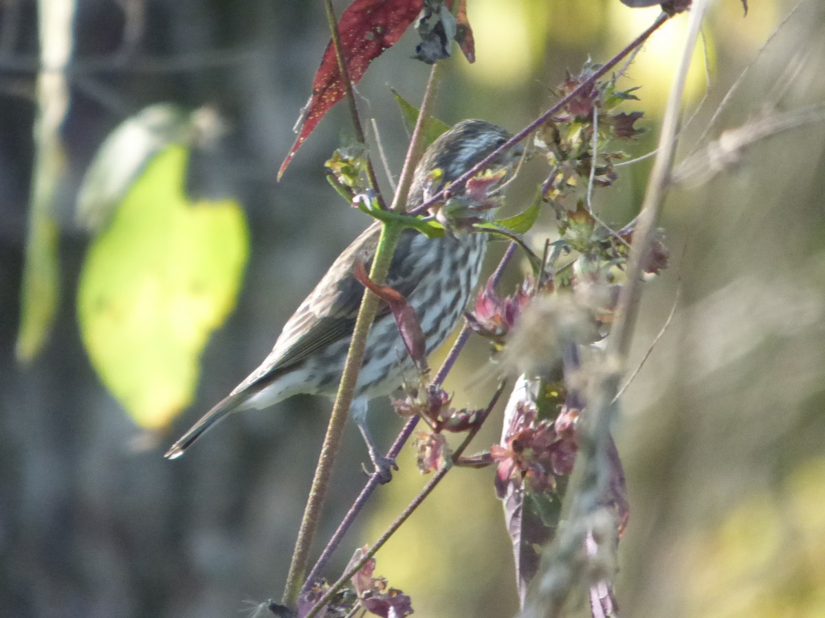 Purple Finch - Hazem Alkhan