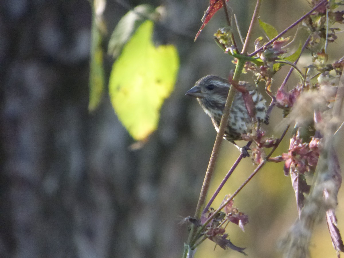 Purple Finch - Hazem Alkhan