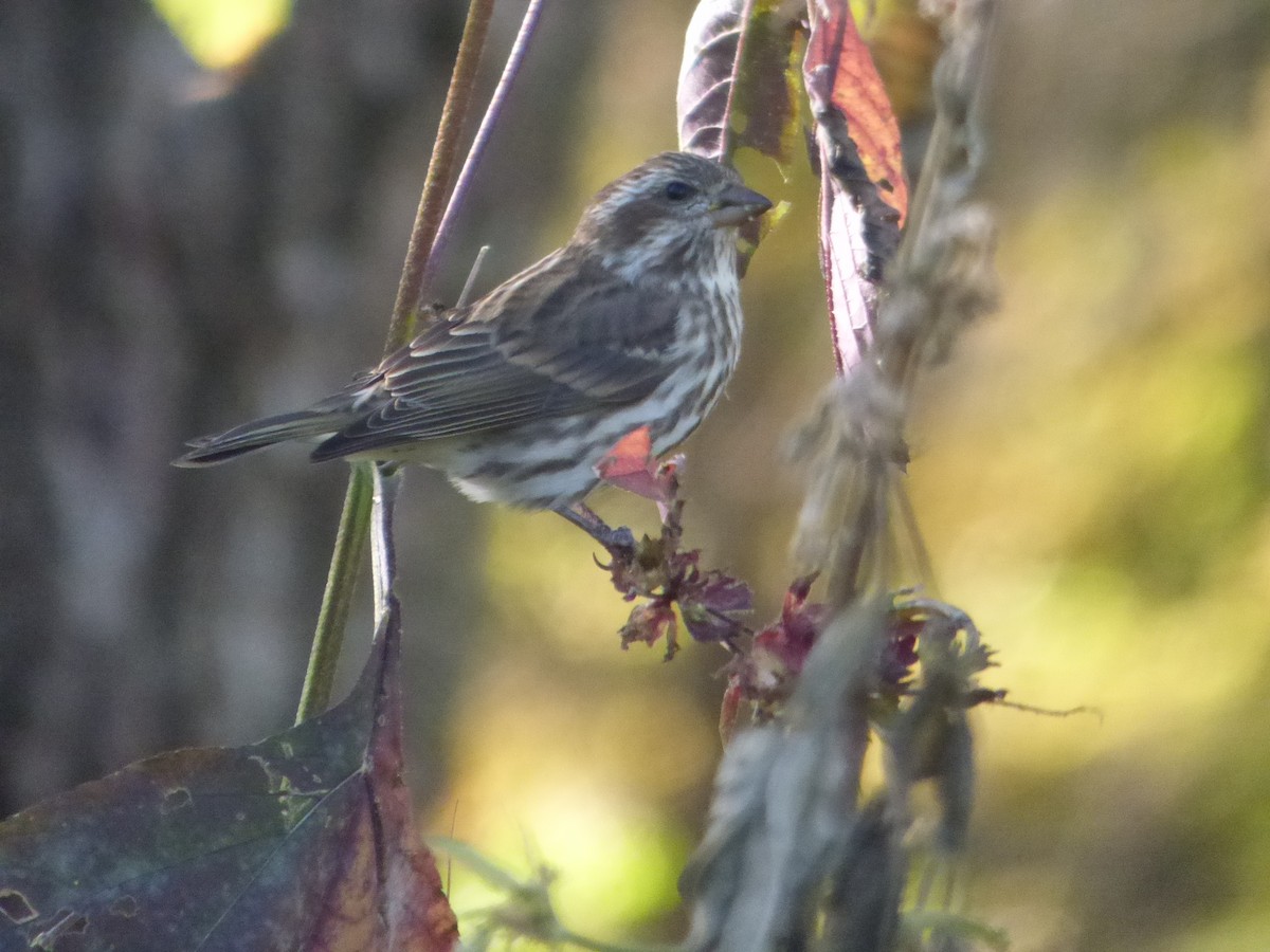 Purple Finch - Hazem Alkhan