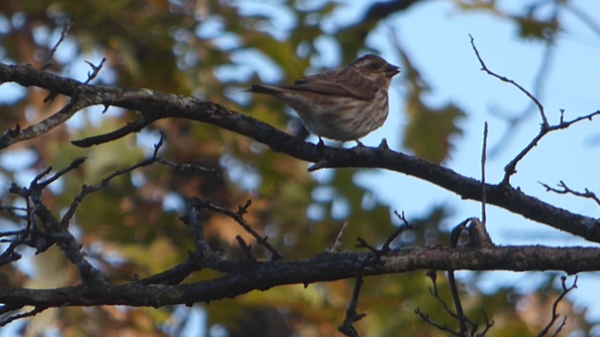 Purple Finch - ML495406811