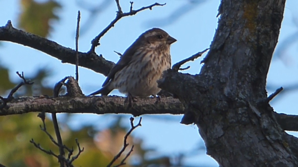 Purple Finch - ML495406821