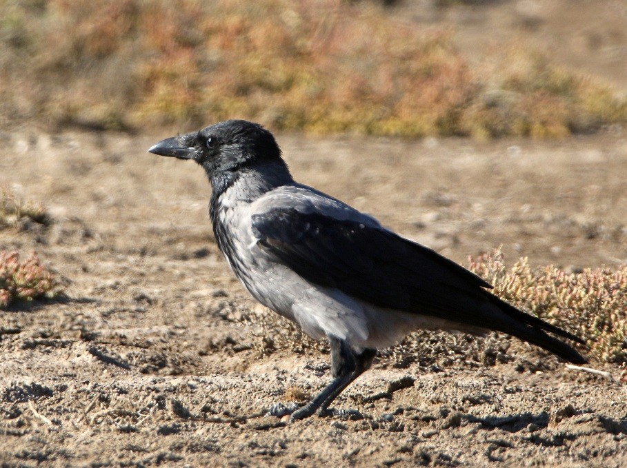 Hooded Crow - ML495407361