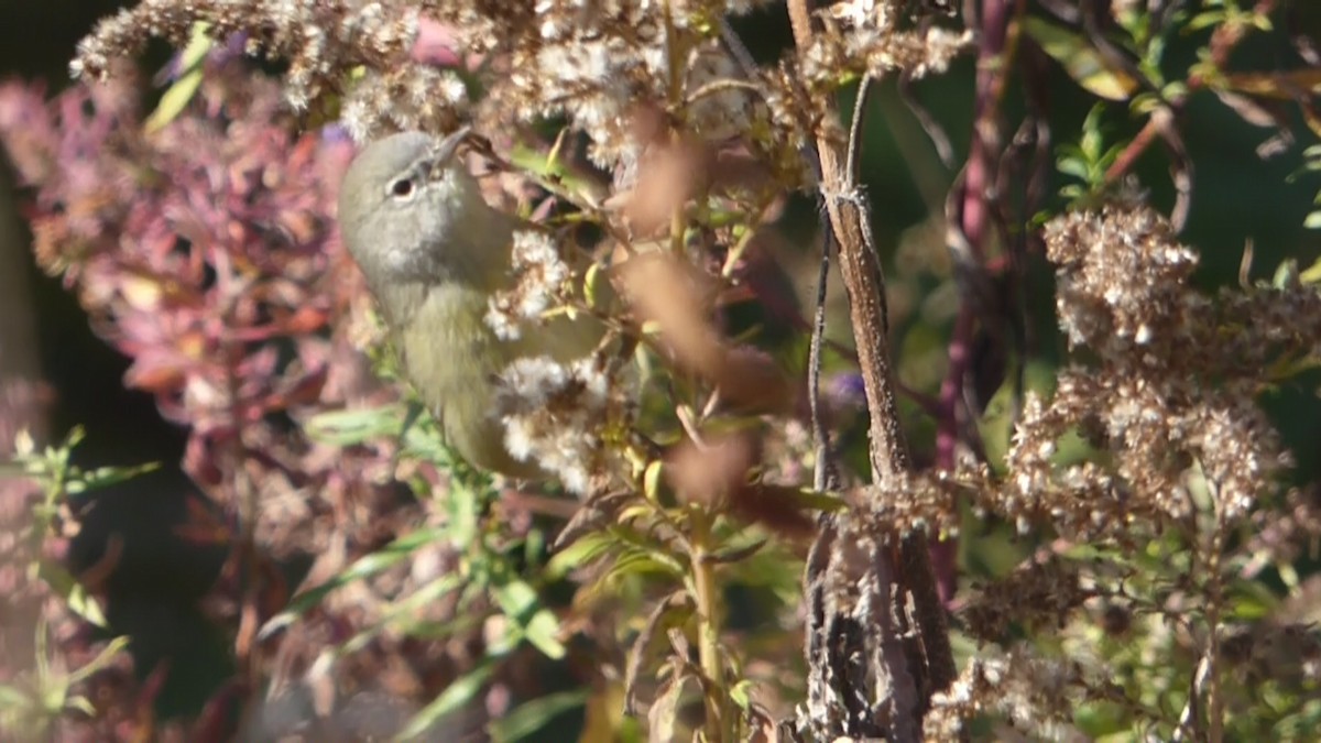 Orange-crowned Warbler - ML495407561