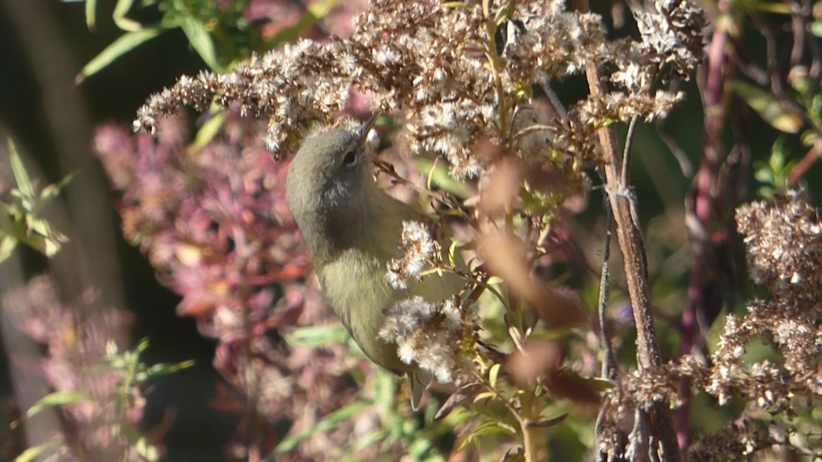 Orange-crowned Warbler - ML495407571