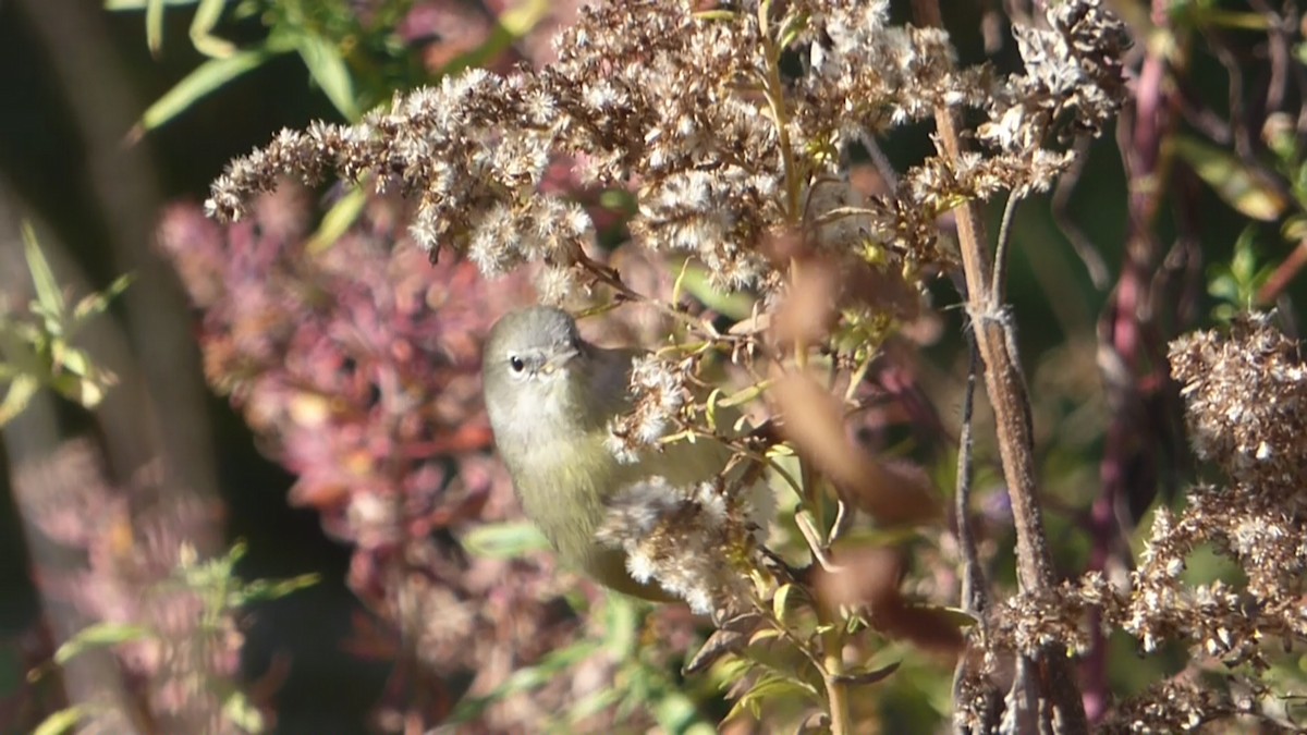 Orange-crowned Warbler - ML495407581