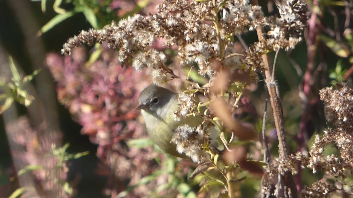 Orange-crowned Warbler - ML495407601