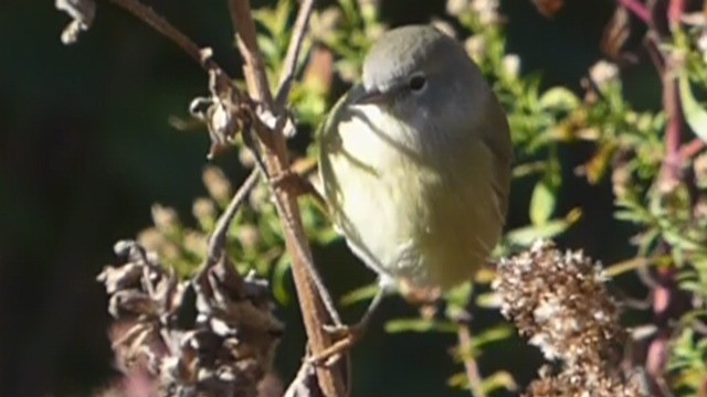 Orange-crowned Warbler - ML495407731