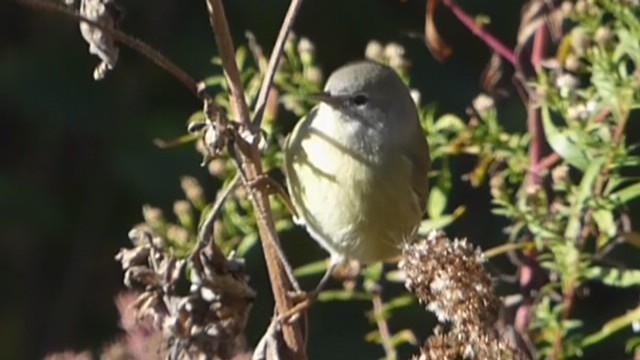 Orange-crowned Warbler - ML495407741