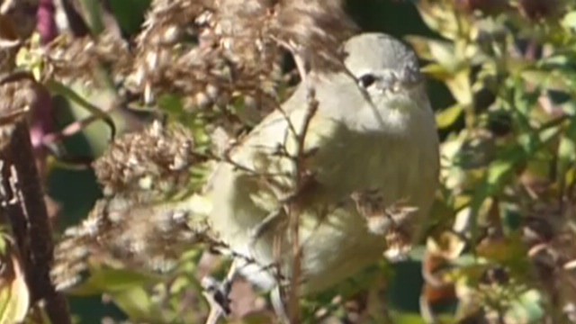 Orange-crowned Warbler - ML495407951