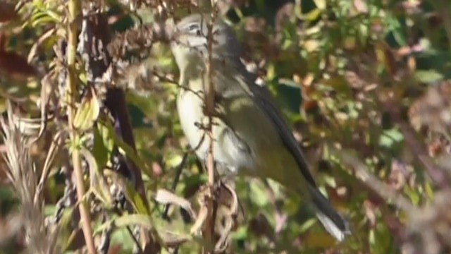 Orange-crowned Warbler - ML495407961