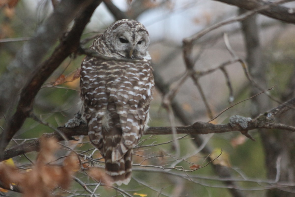 Barred Owl - ML495408781