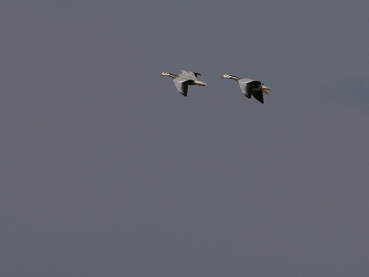 Bar-headed Goose - ML495409201