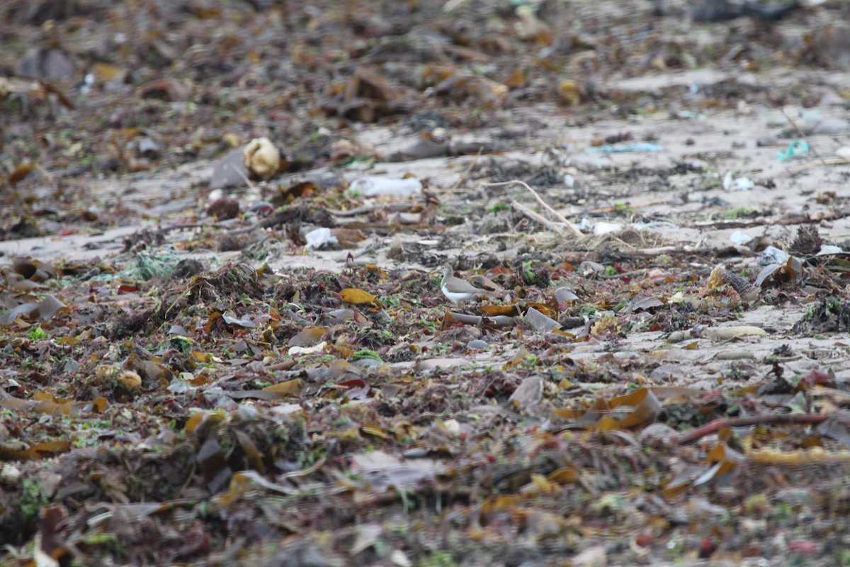 Spotted Sandpiper - ML495409751