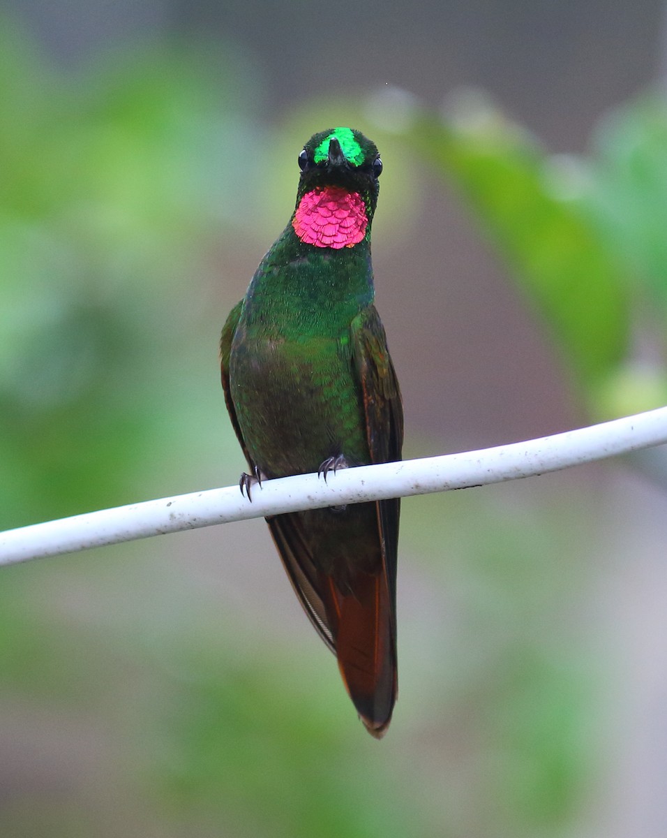 Colibrí Colirrojo - ML495411211