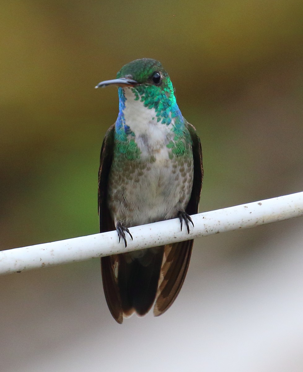 Versicolored Emerald - Mats Hildeman