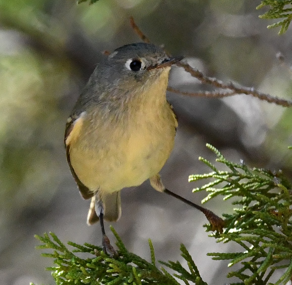 Ruby-crowned Kinglet - ML495412101