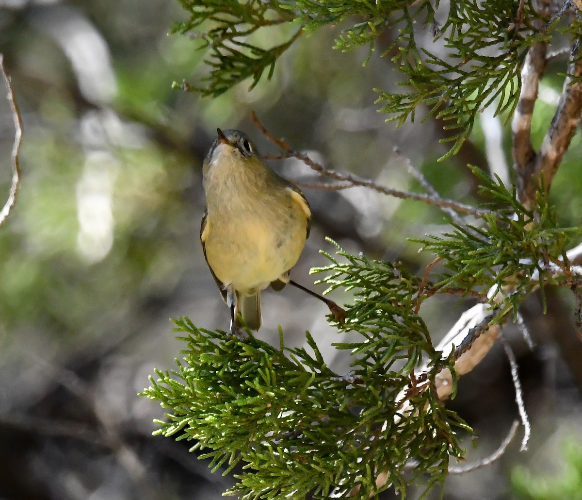 Ruby-crowned Kinglet - ML495412111