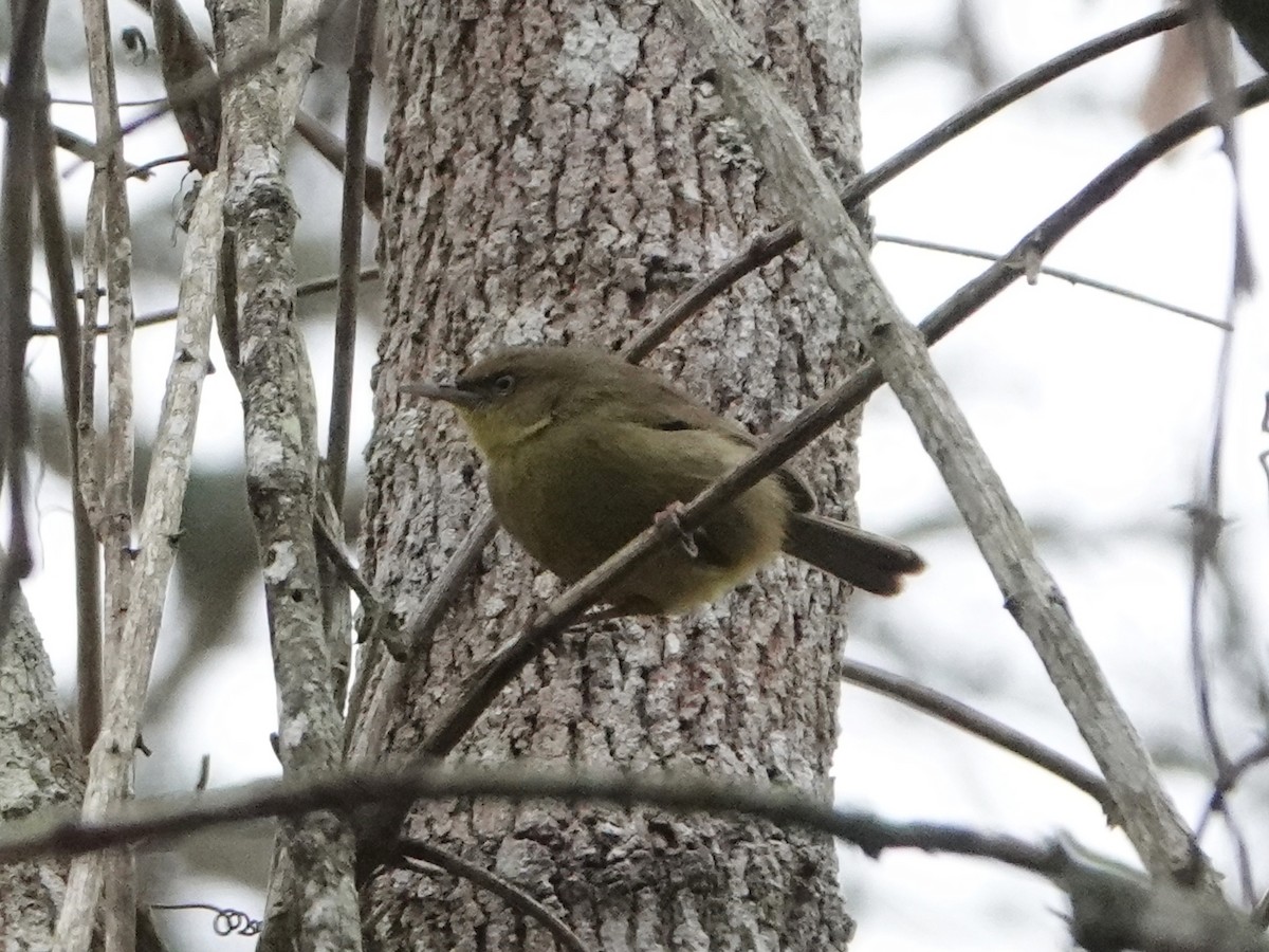 Pulitzer's Longbill - ML495413271