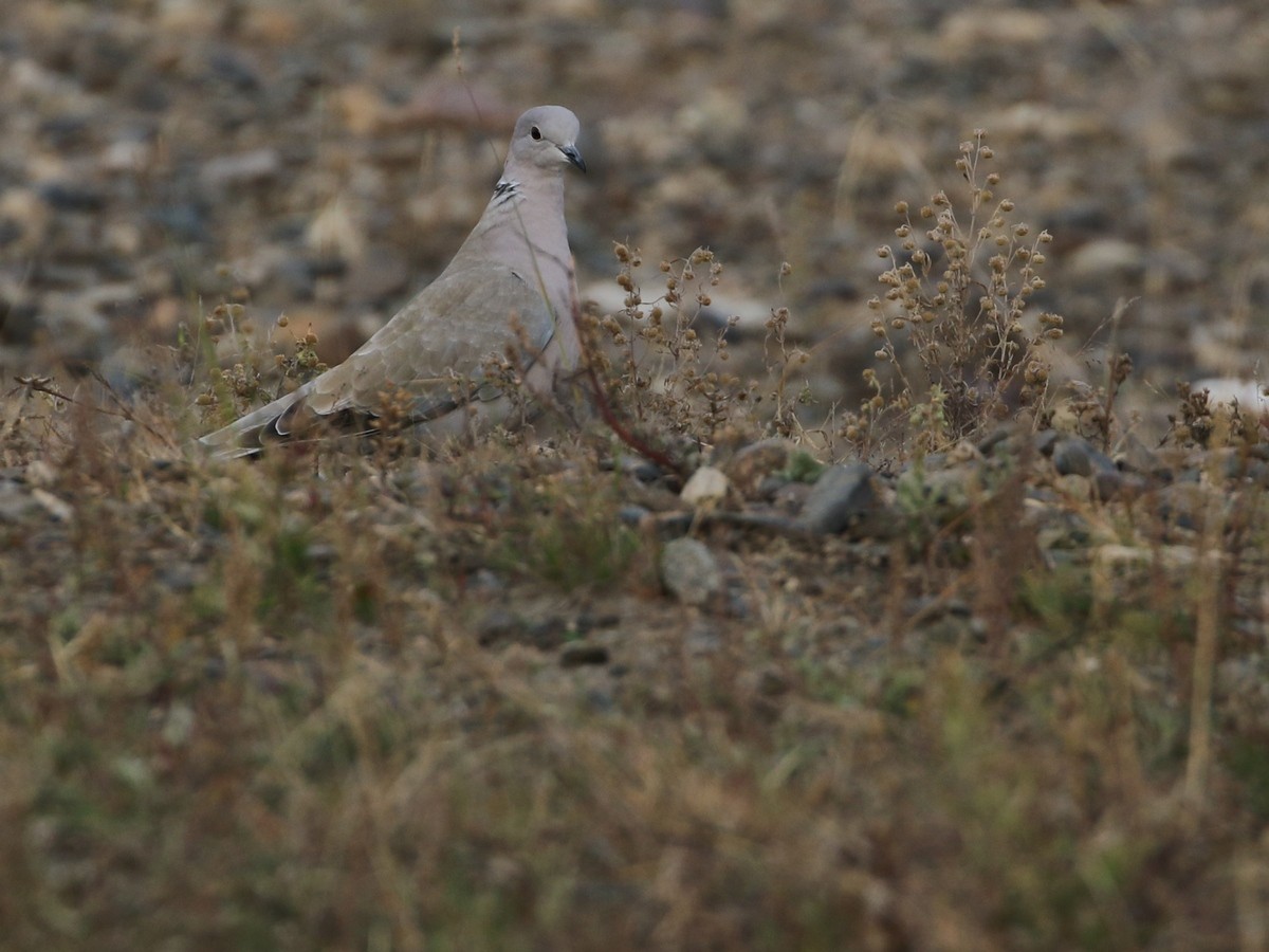 Eurasian Collared-Dove - ML495413701