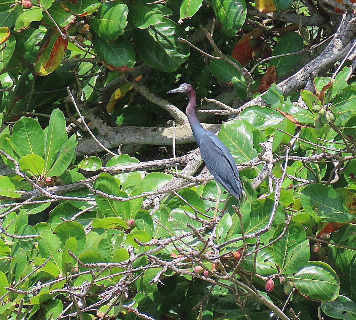 Little Blue Heron - ML495415331