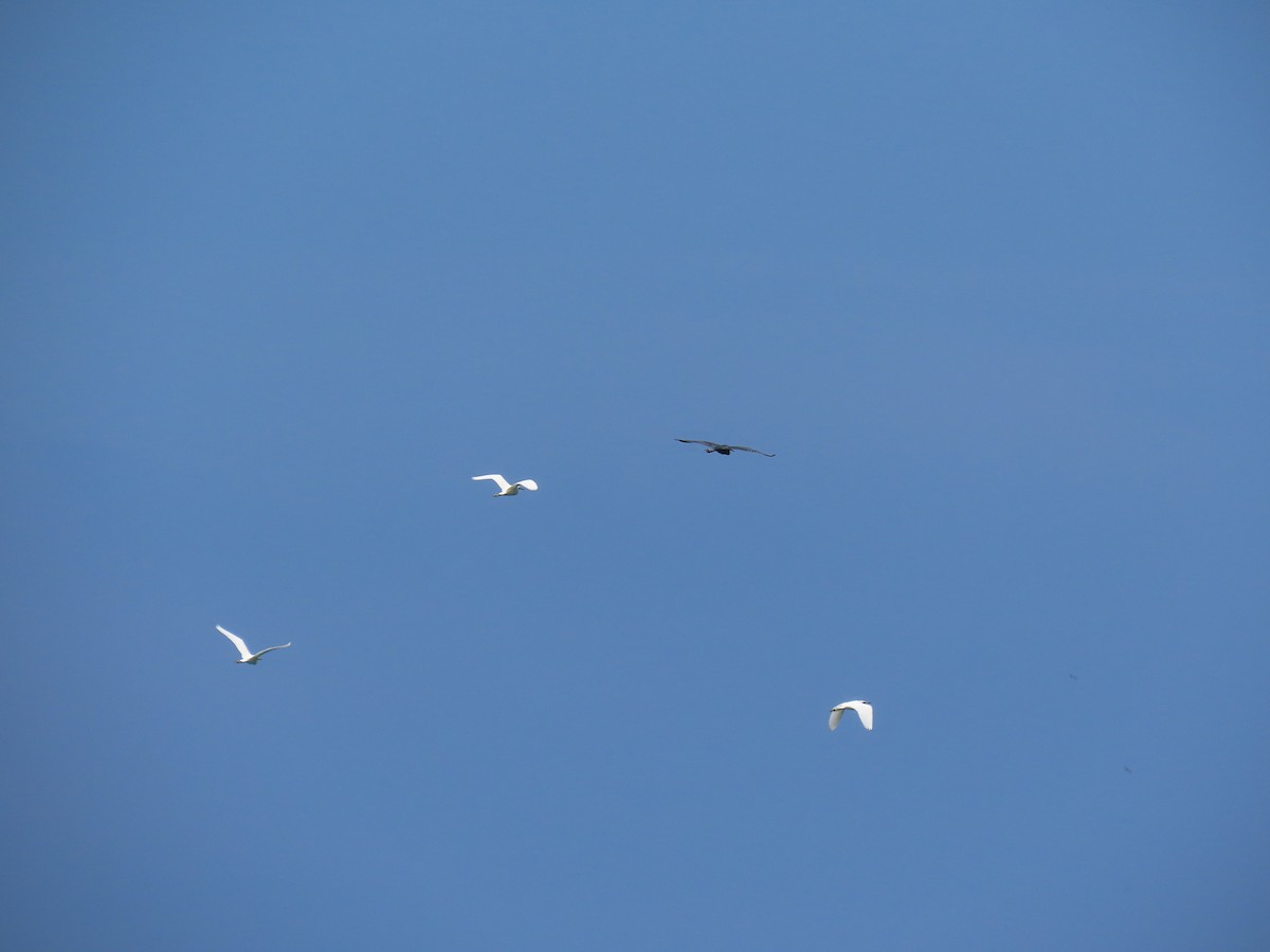 Little Blue Heron - ML495415341