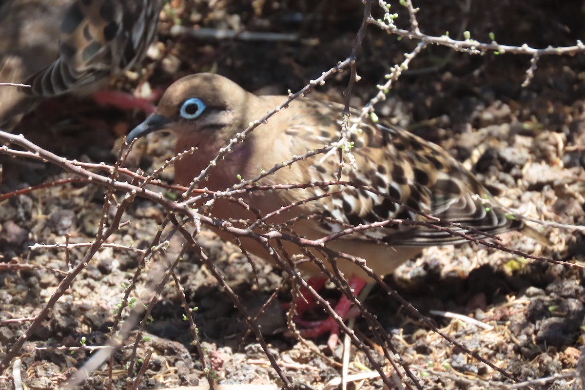 Galapagos Dove - Pablo Camacho