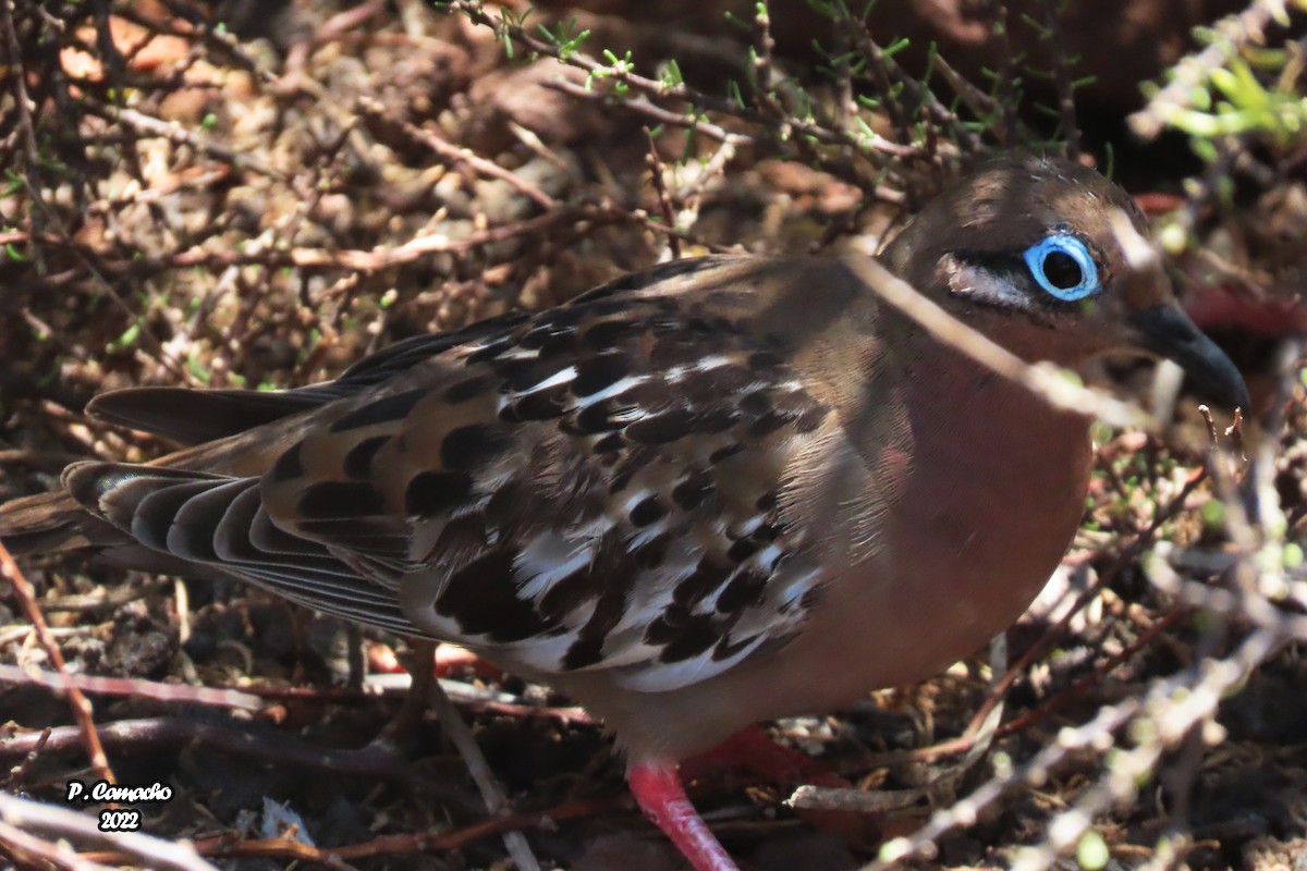 Galapagos Dove - Pablo Camacho