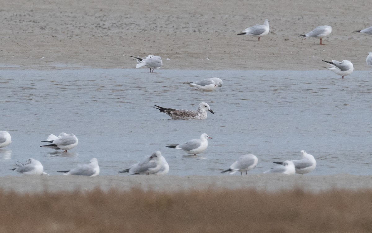 Caspian Gull - ML495416671