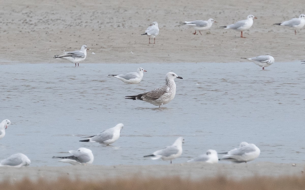 Caspian Gull - ML495416681