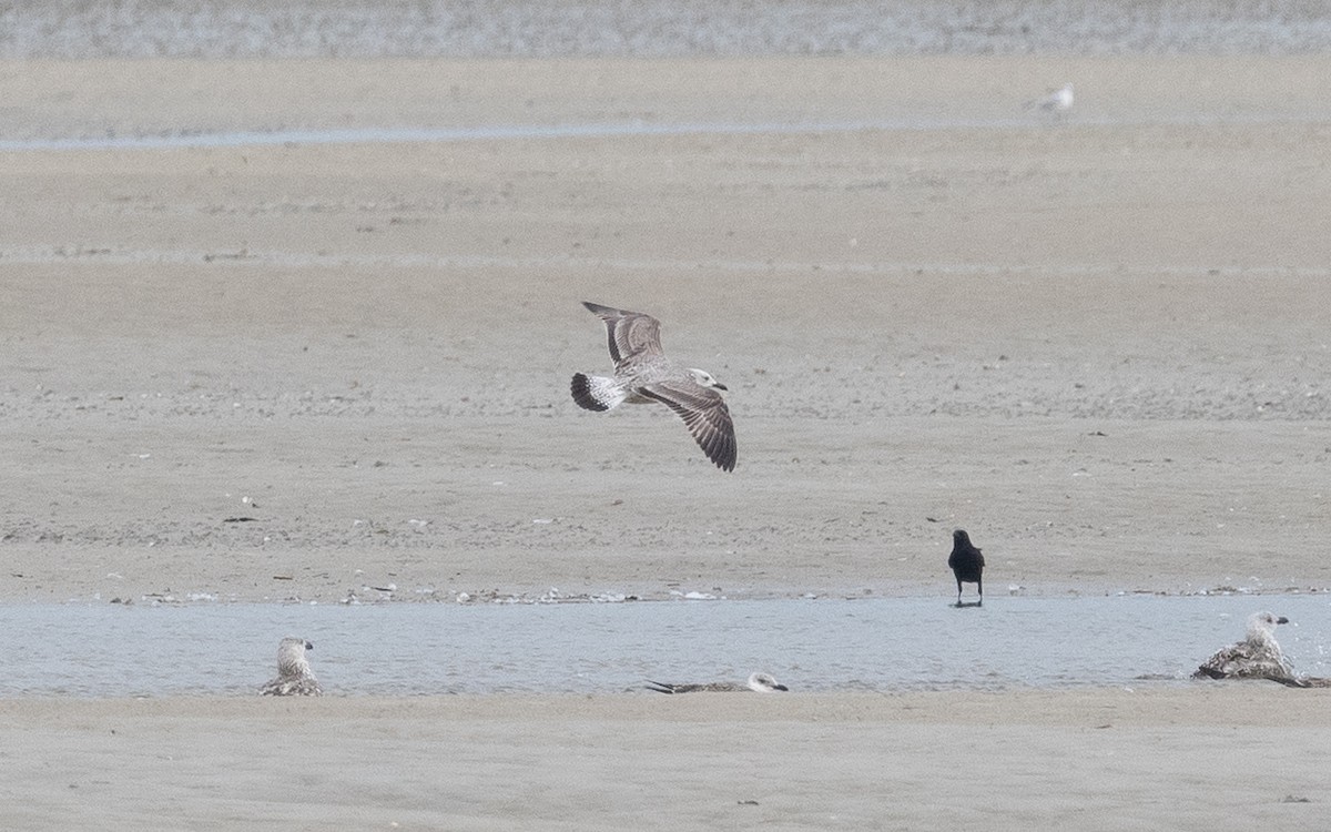 Caspian Gull - ML495416691
