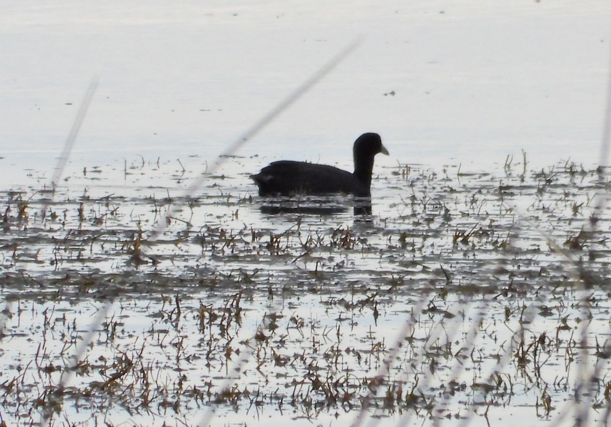 American Coot - ML495416991