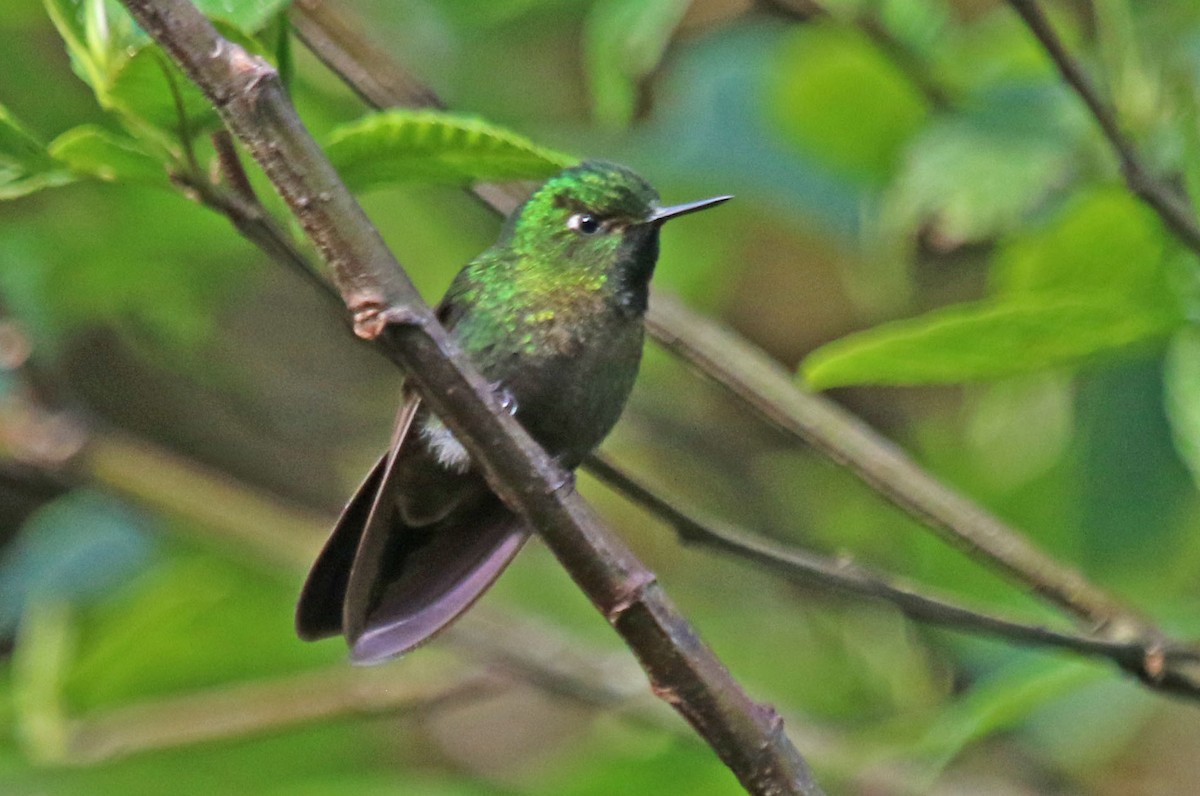 kolibřík dřišťálový - ML495418841