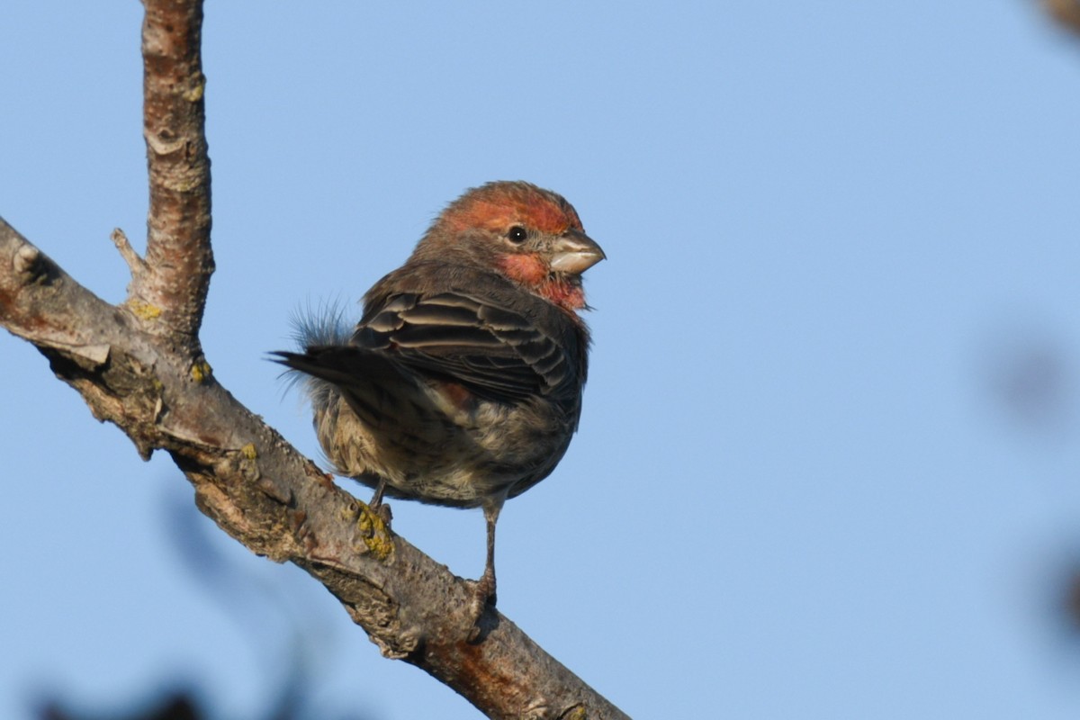 House Finch - Max Brodie