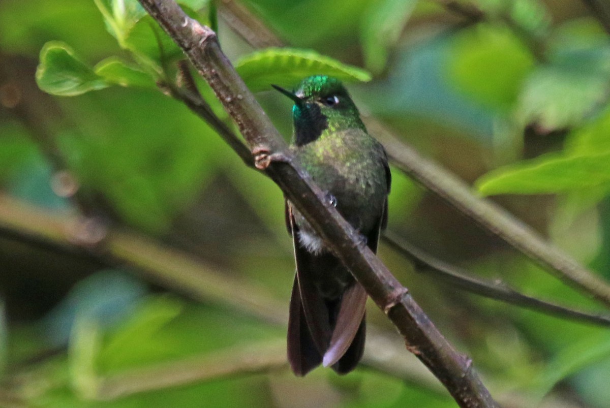 kolibřík dřišťálový - ML495419721