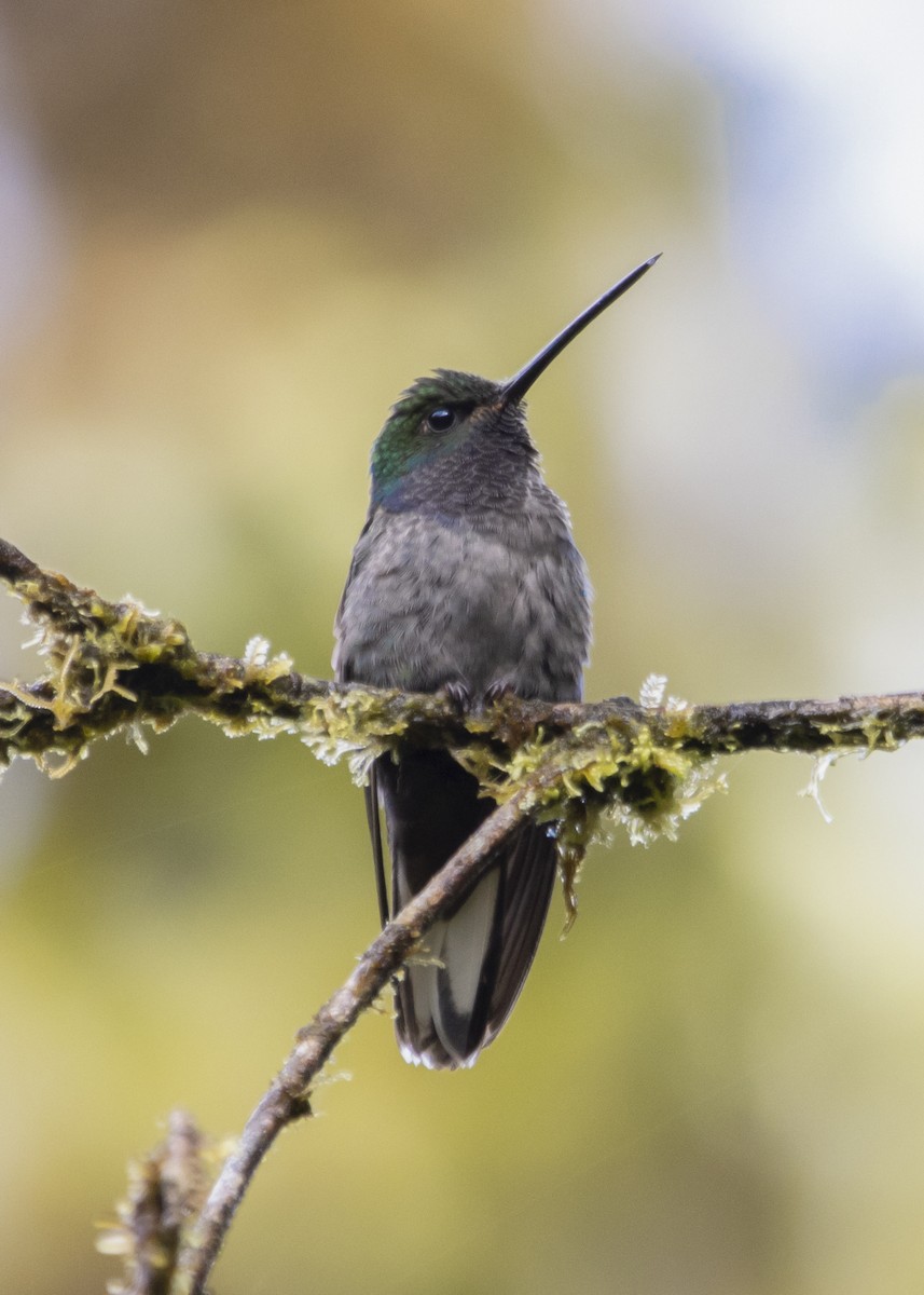 Green-backed Hillstar - ML495420661