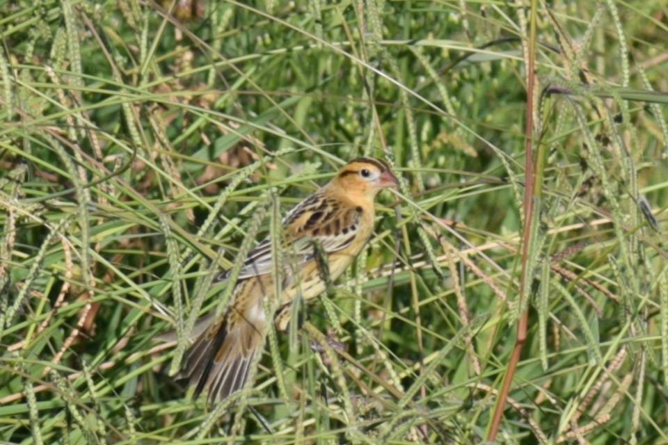 bobolink americký - ML495420781