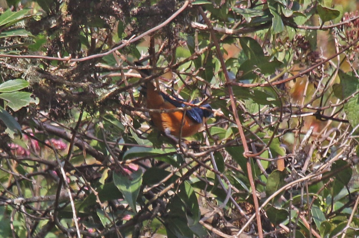 Chestnut-bellied Mountain Tanager - ML495422701